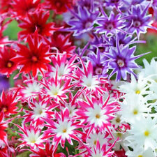 Twinkle mix phlox for sale  Tarpon Springs