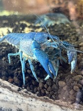 Electric blue crayfish for sale  Torrance