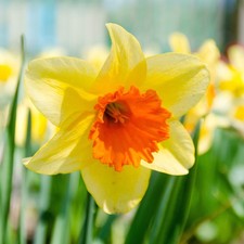 Narcissi red devon for sale  SALISBURY