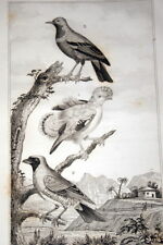 Oiseaux buffon gravure d'occasion  Hénin-Beaumont
