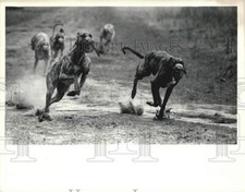 1983 press photo for sale  Memphis