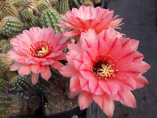 Echinopsis trichocereus hybrid for sale  Shipping to Ireland