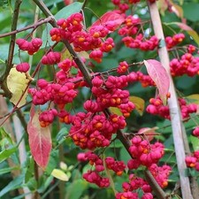 Spindle tree spindleberry for sale Spindle tree spindleberry for sale  CHORLEY