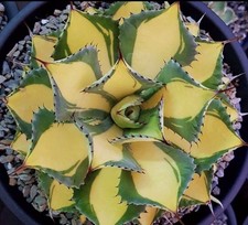 Agave isthmensis rum usato  Taurisano