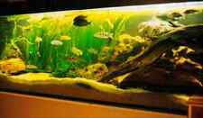 Riesenvallisneria hintergrundp gebraucht kaufen  Bodenkirchen