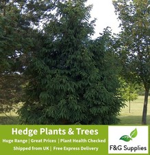 Norway spruce christmas for sale Norway spruce christmas for sale  ALTON