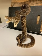 Real double headed for sale  Edinburg
