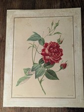 Lithographie fleur redoute d'occasion  Audincourt