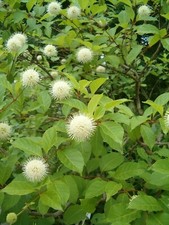 Buttonbush honeyball shrub for sale  Allentown