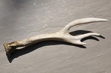 Natural roe deer for sale  BASINGSTOKE