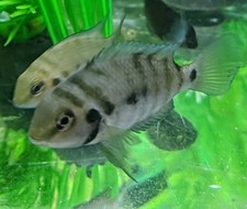 Convict cichlids live for sale  Cartersville
