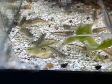 Amano shrimp yamato for sale  Irvine