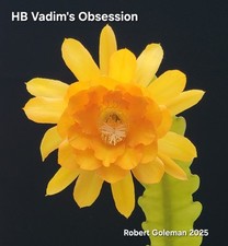 houseplants offer for sale houseplants offer for sale Fort Bragg