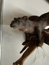 Taxidermy full mink for sale  SOLIHULL