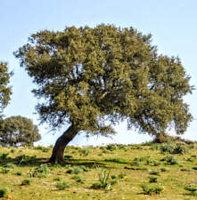 Quercus suber rovere usato  Napoli