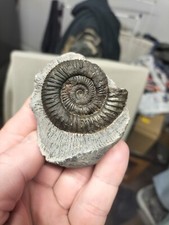 Wow stunning dactylioceras for sale  REDCAR