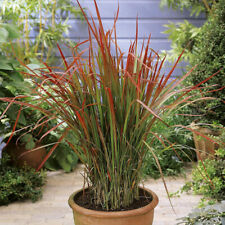 Garden imperata japanese for sale  PETERBOROUGH