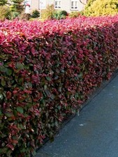 Blutbuche fagus sylvatica gebraucht kaufen Blutbuche fagus sylvatica gebraucht kaufen  Bad Zwischenahn