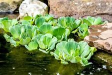 Floating pond plant for sale  EDGWARE
