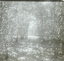 Ballade forêt nature d'occasion  Paris V
