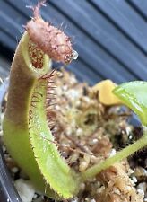 Nepenthes truncata. carnivorou for sale  Dallas