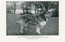 IMPRESSÃO ANTIGA DE CACHORRO COM NOME DE COLLIE ÁSPERO 1904 comprar usado  Enviando para Brazil