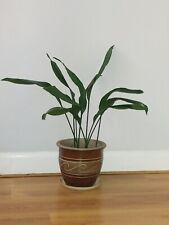 Large aspidistra cast for sale  SOLIHULL