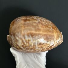 Macrocypraea cervus cypraea for sale  Harrison
