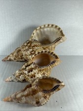 Beautiful triton charonia for sale  Saint Augustine
