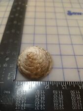 Large hermit crab for sale  Fresno