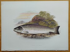 Galway sea trout gebraucht kaufen  Neuendettelsau
