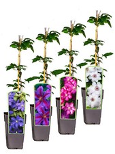 Clematis waldrebe rot gebraucht kaufen  Flöha