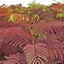 Albizia summer chocolate for sale  UK