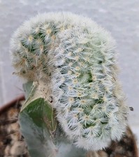 Mammillaria carmenae cristate usato  Lecce
