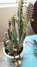 Euphorbia trigona rooted for sale  Oceanside