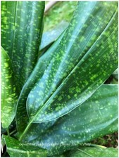 Aspidistra china star d'occasion  Arzacq-Arraziguet
