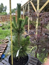 living evergreen pine tree for sale living evergreen pine tree for sale Dallas