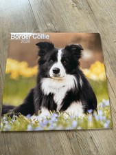 Border collie 2026 for sale  DERBY