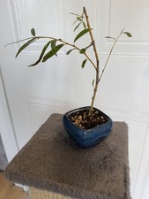 weeping willow for sale weeping willow for sale  STONE