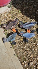 teal decoys for sale  NORWICH