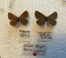 Brown argus butterfly. for sale  CAERNARFON