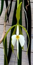 Epidendrum species giant usato  Spedire a Italy