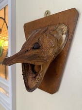 Taxidermy northern pike for sale  ILFRACOMBE