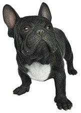 dog bull males french for sale dog bull males french for sale USA