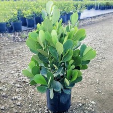 Clusia guttifera variegata for sale  Miami