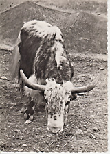 Yak yack carte d'occasion  Saint-Malo