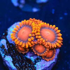 Orange oxide zoa for sale  DONCASTER