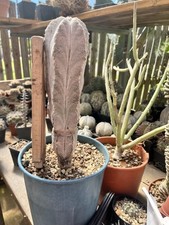 Astrophytum myriostigma onzuka usato  Mazara del Vallo