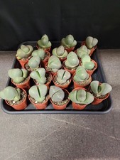 Pleiospilos nelii lebender gebraucht kaufen  Bad Bramstedt