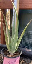 Aloe vera barbadensis for sale  Shingle Springs